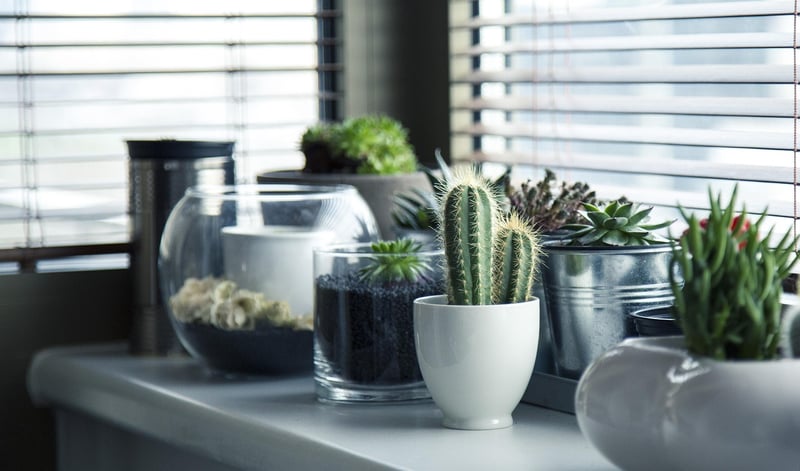 Customized Succulents